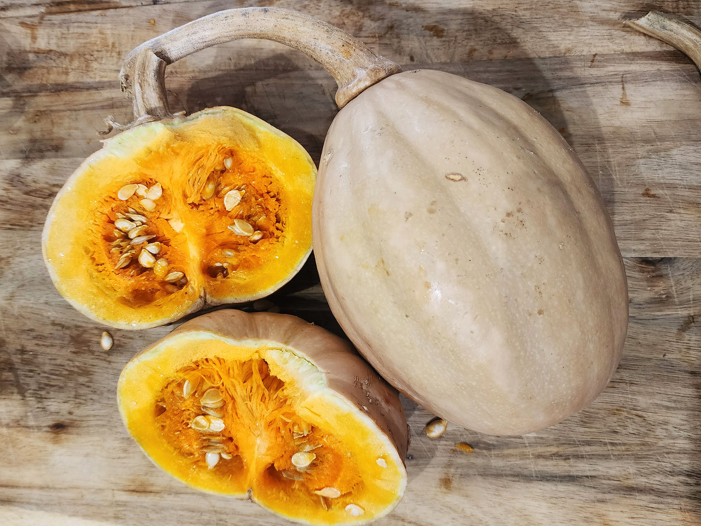 RARE Mayan Small Squash aka Calabacita Chica