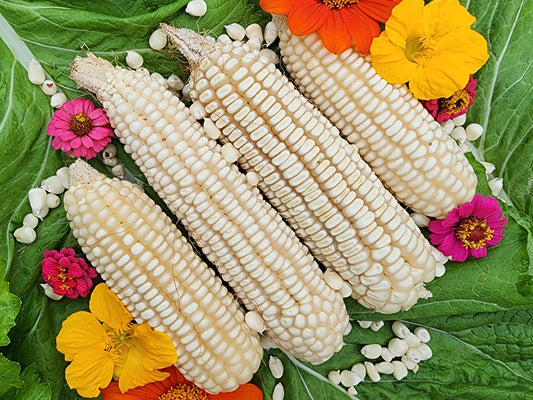 RARE Mayan White Maize Corn Seeds