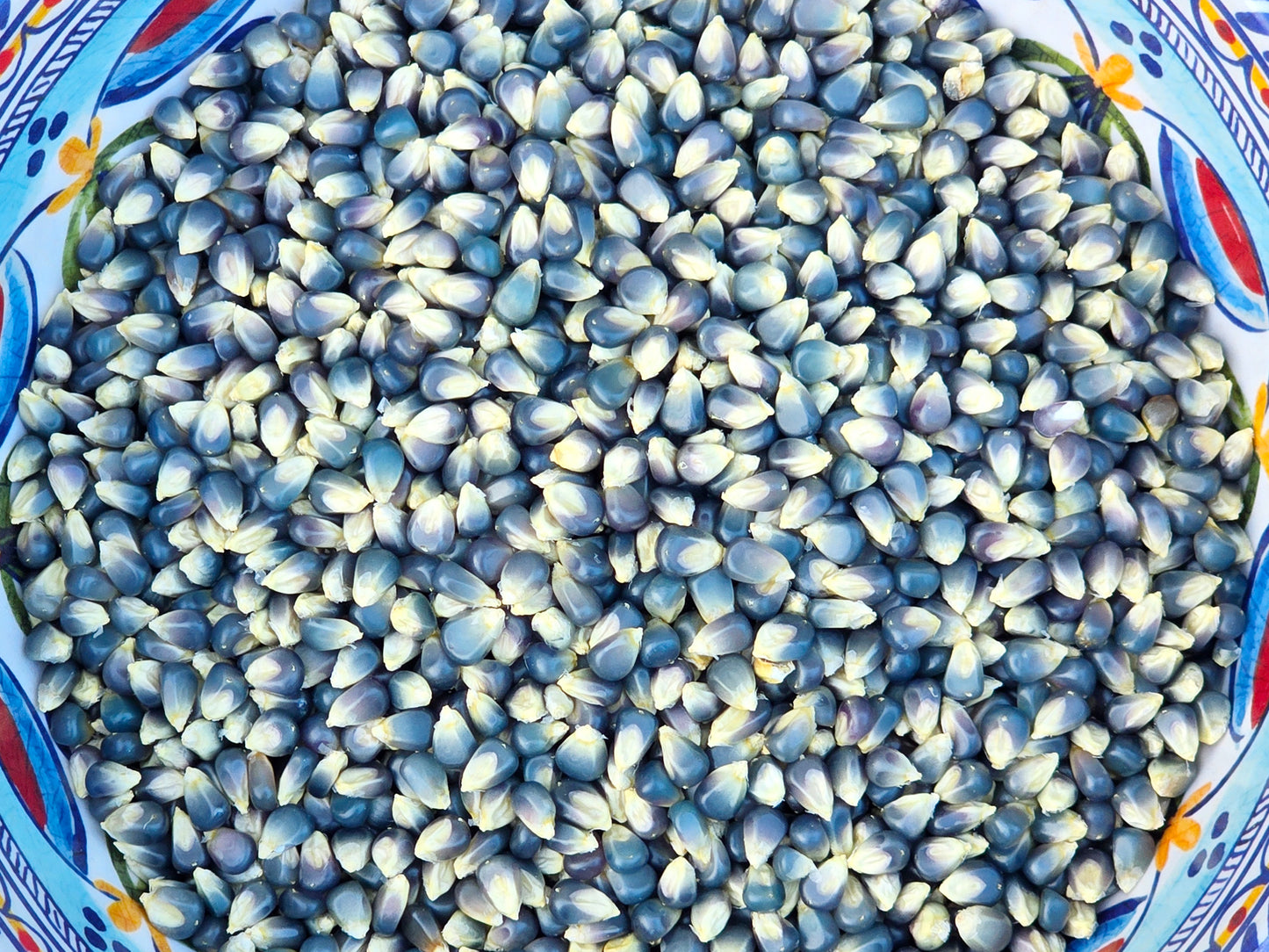 Miniature Blue Popcorn Corn Seeds - Heirloom Garden Seeds