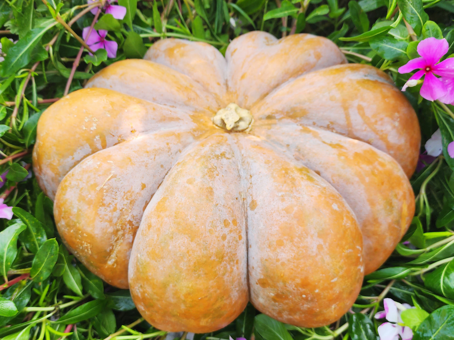 Musquee de Provence Pumpkin