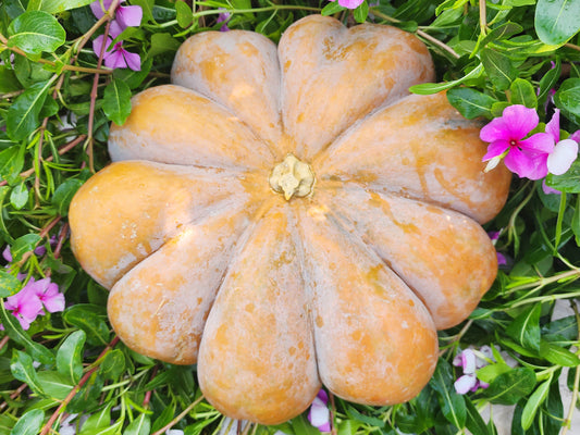 Musquee de Provence Pumpkin