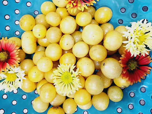 Napa Chardonnay Cherry Tomato