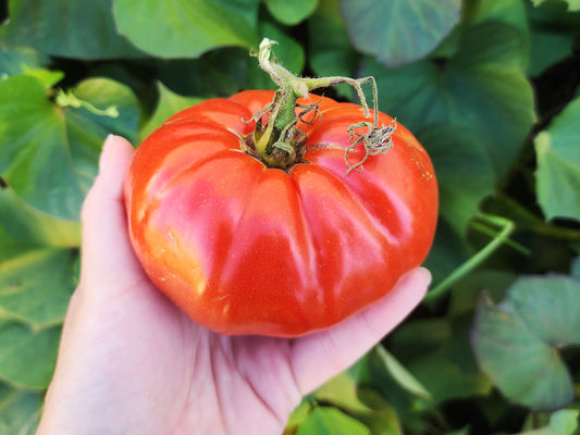 Neves Azorean Red Beefsteak Tomato Seeds