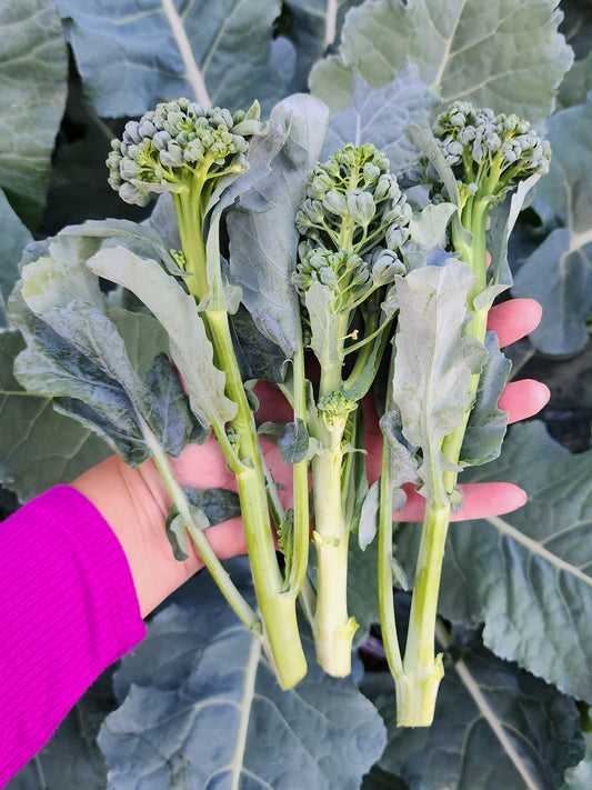 Piracicaba Brazilian Sprouting Broccoli Seeds