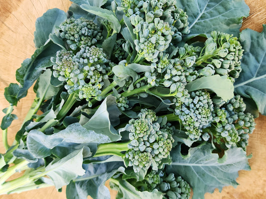 Piracicaba Brazilian Sprouting Broccoli Seeds