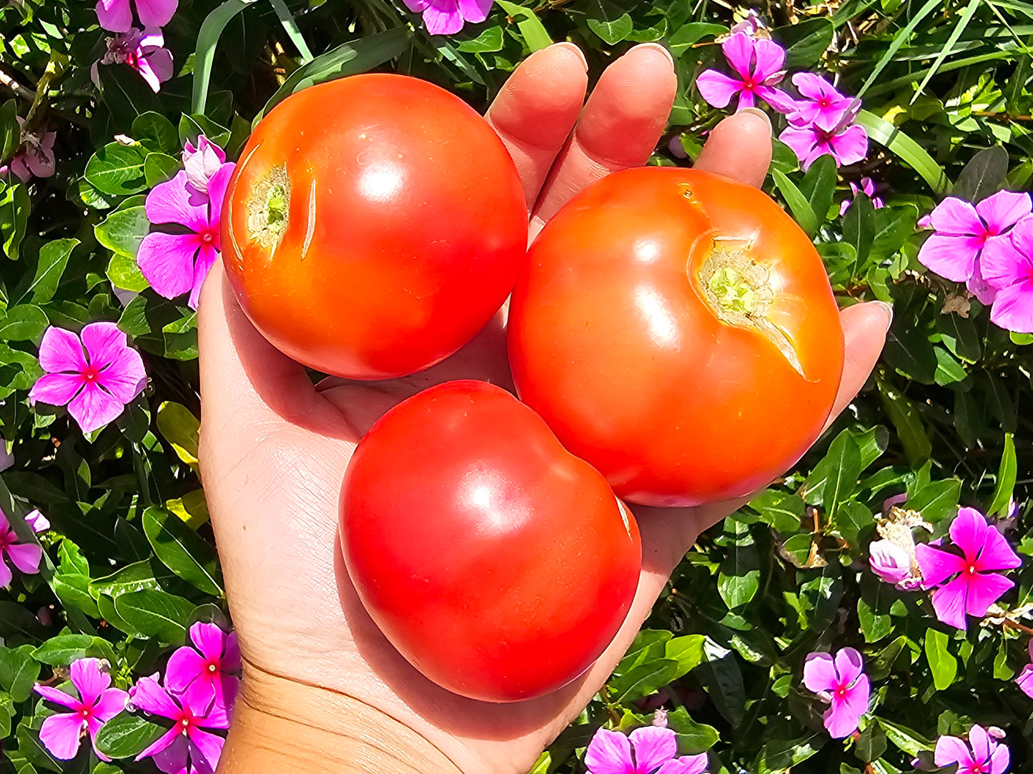 Dwarf Rosella Crimson Tomato