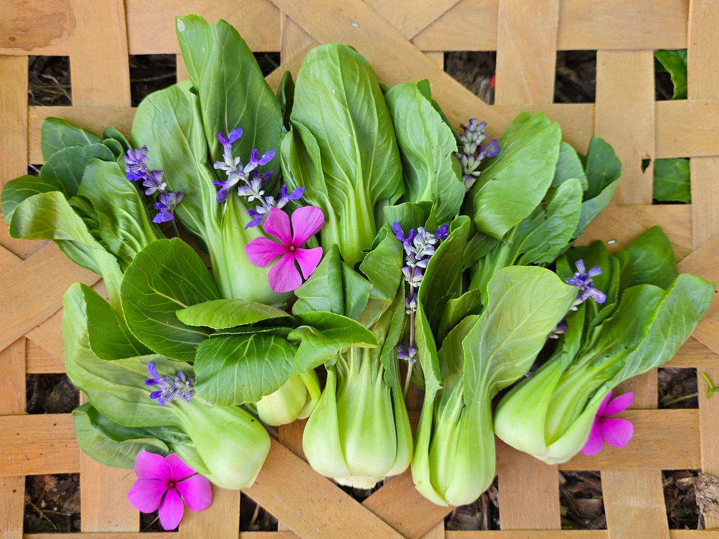 Shanghai Green Bok Choy Seeds