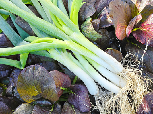 Shimonita Negi Bunching Onion Seeds