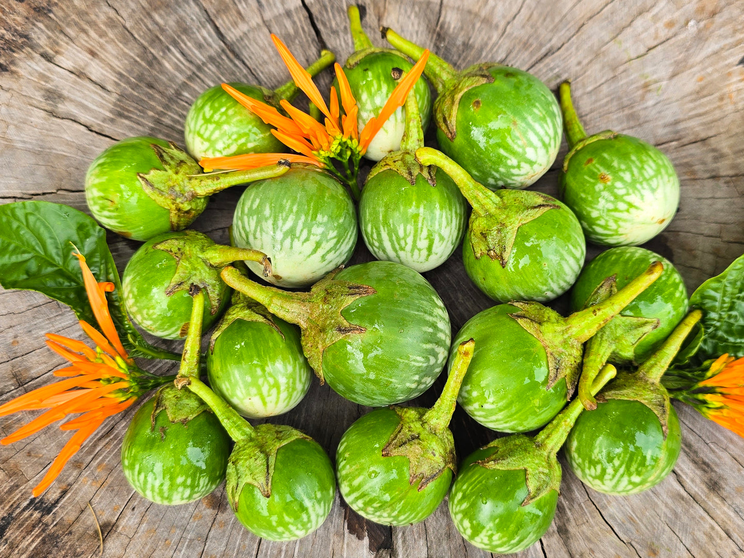 Thai Round Green Eggplant Seeds