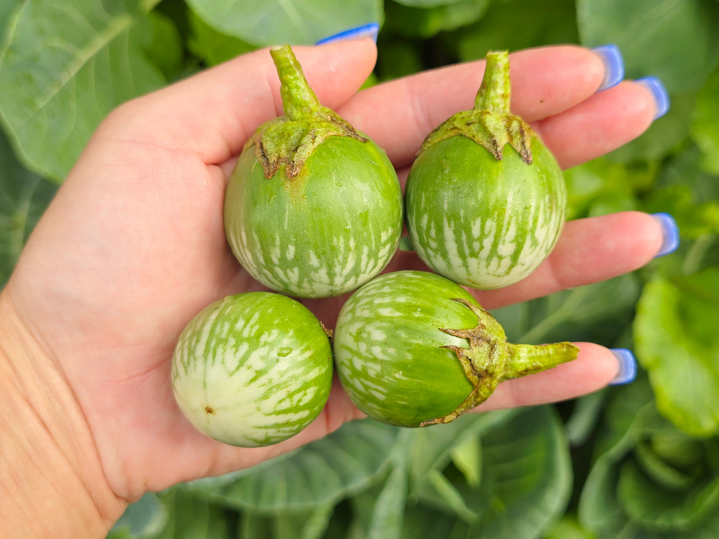 Thai Round Green Eggplant Seeds