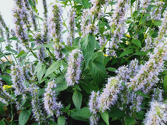 Agastache Korean Mint