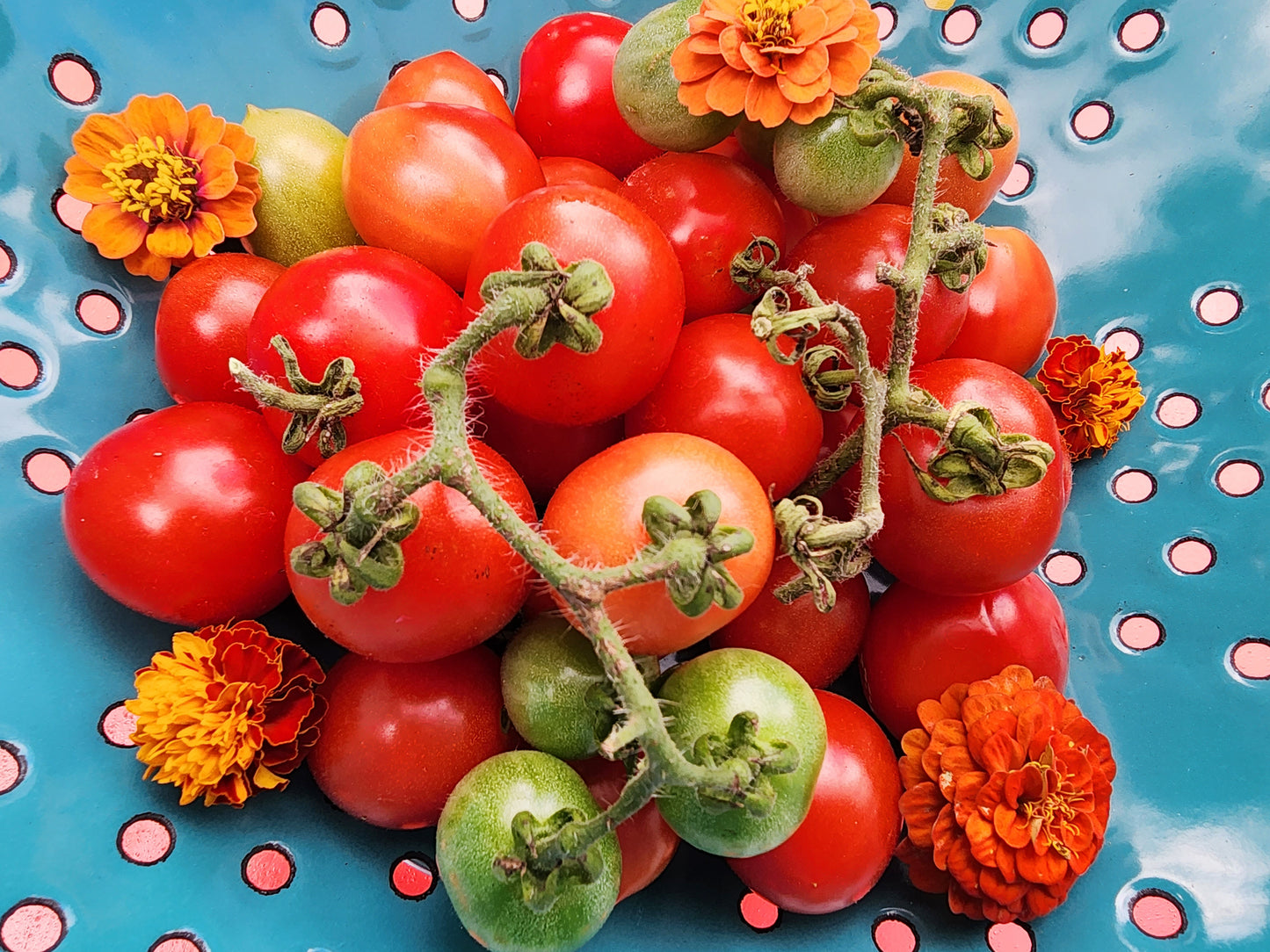 A Grappoli D'Inverno Tomato Seeds