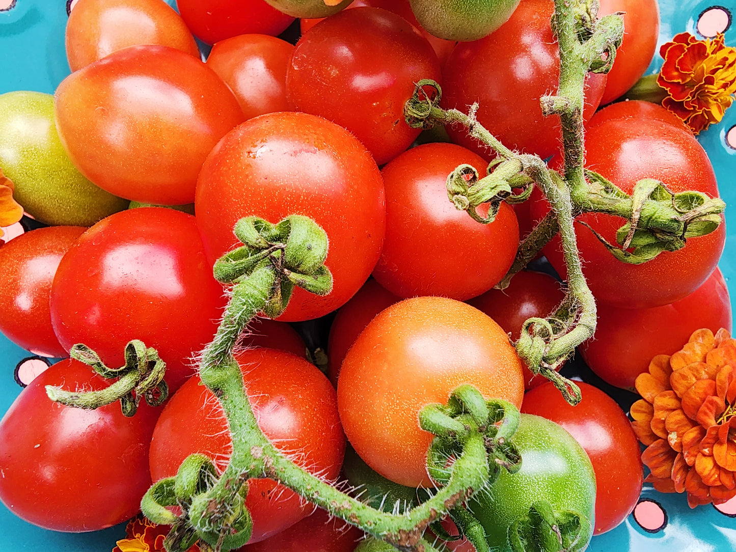 A Grappoli D'Inverno Tomato Seeds