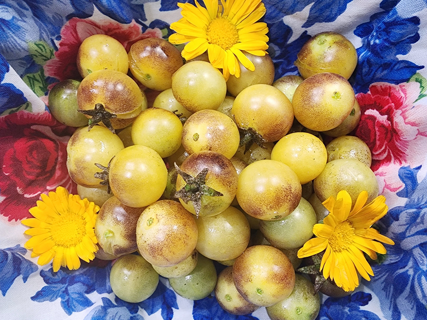 Amethyst Cream Yellow & Purple Cherry Tomato