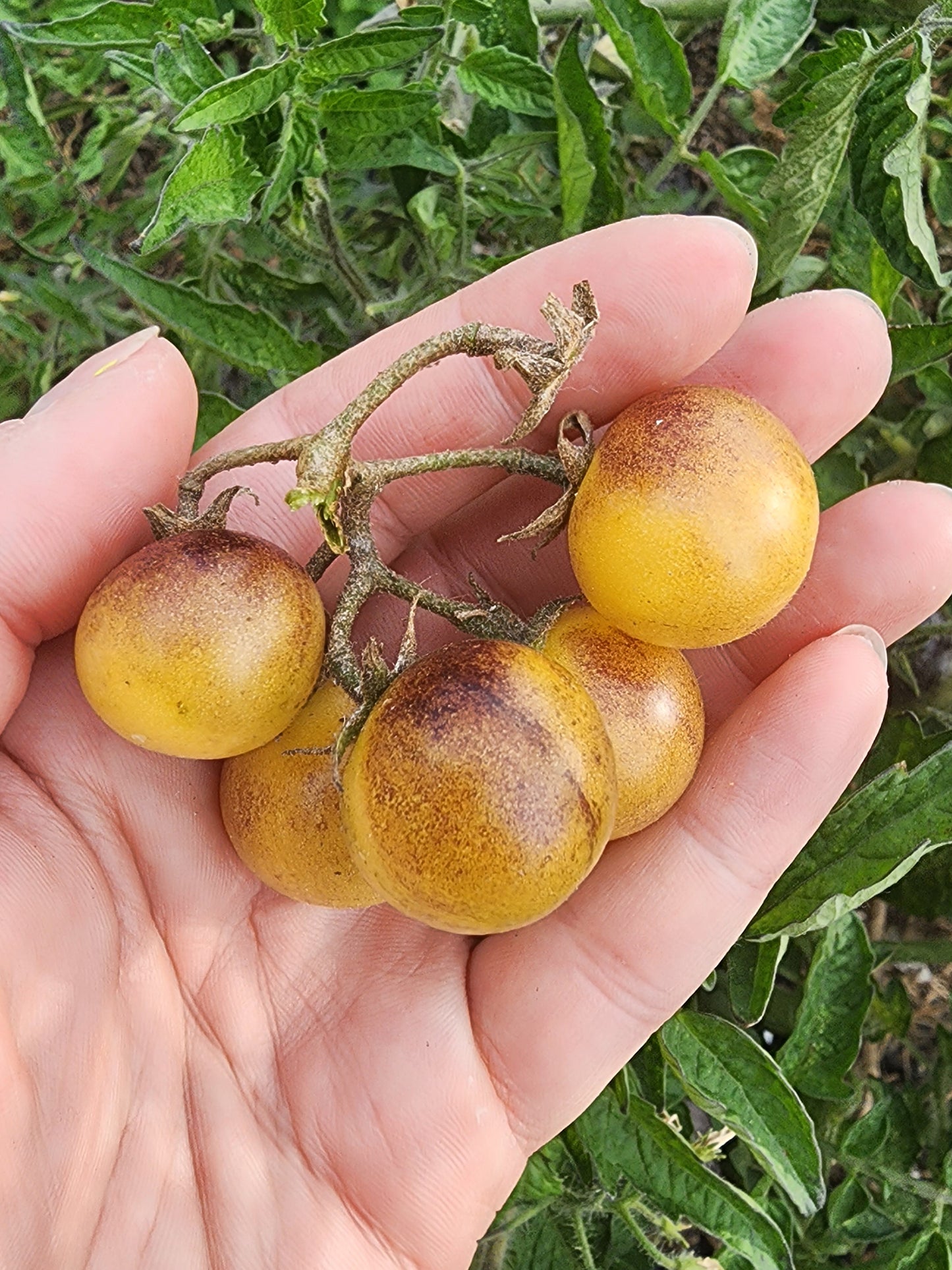 Amethyst Cream Yellow & Purple Cherry Tomato