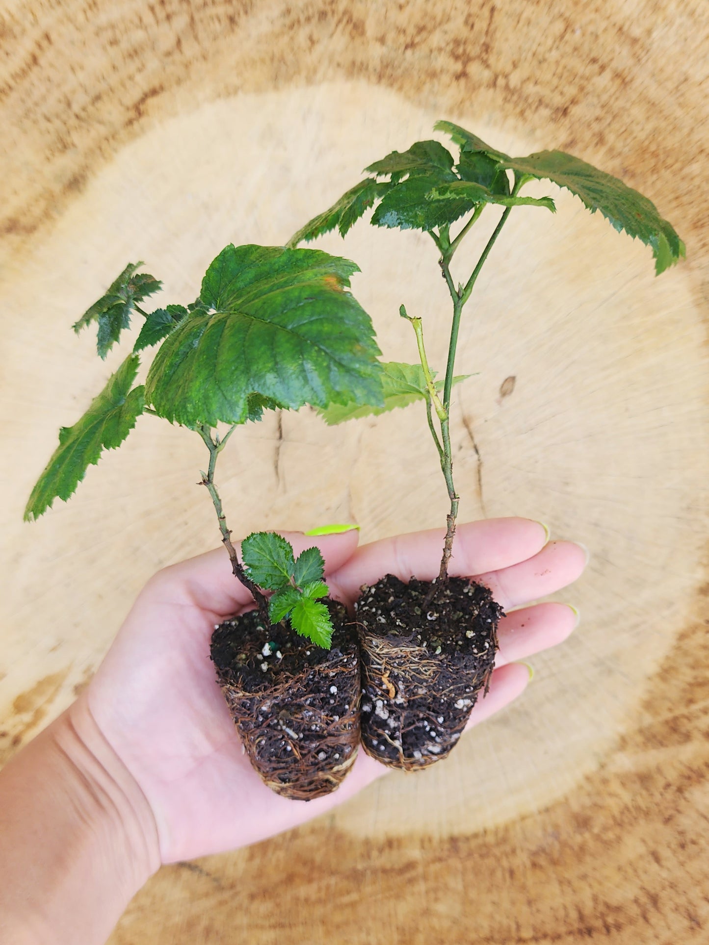 Apache XL Blackberry Thornless & Self Fertile LIVE Plant