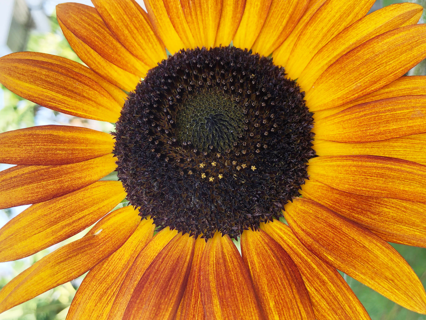 Autumn Beauty Sunflower