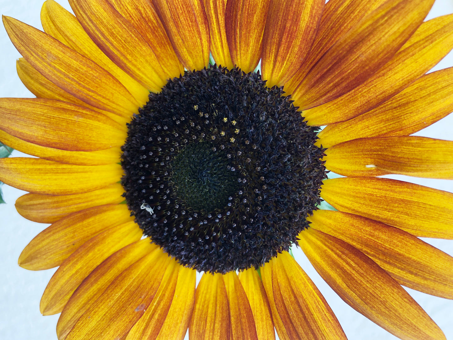 Autumn Beauty Sunflower