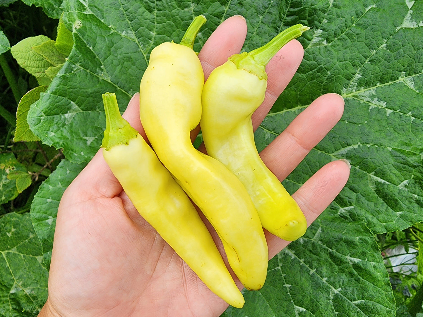 Banana Sweet Wax Peppers