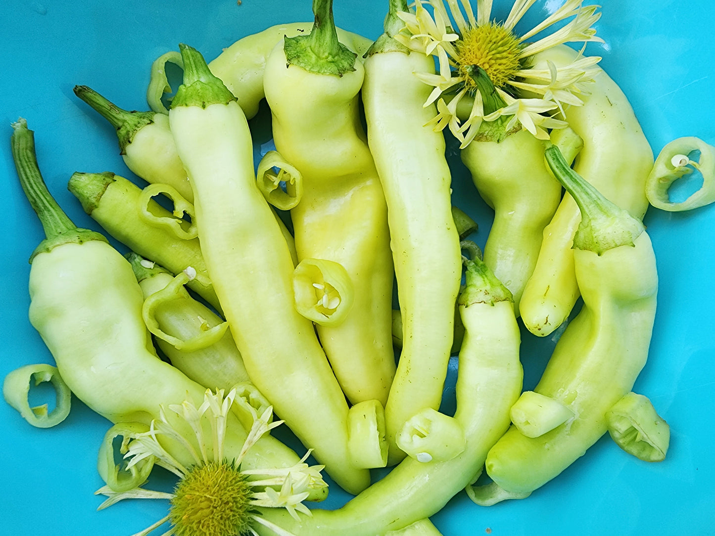 Banana Sweet Wax Peppers