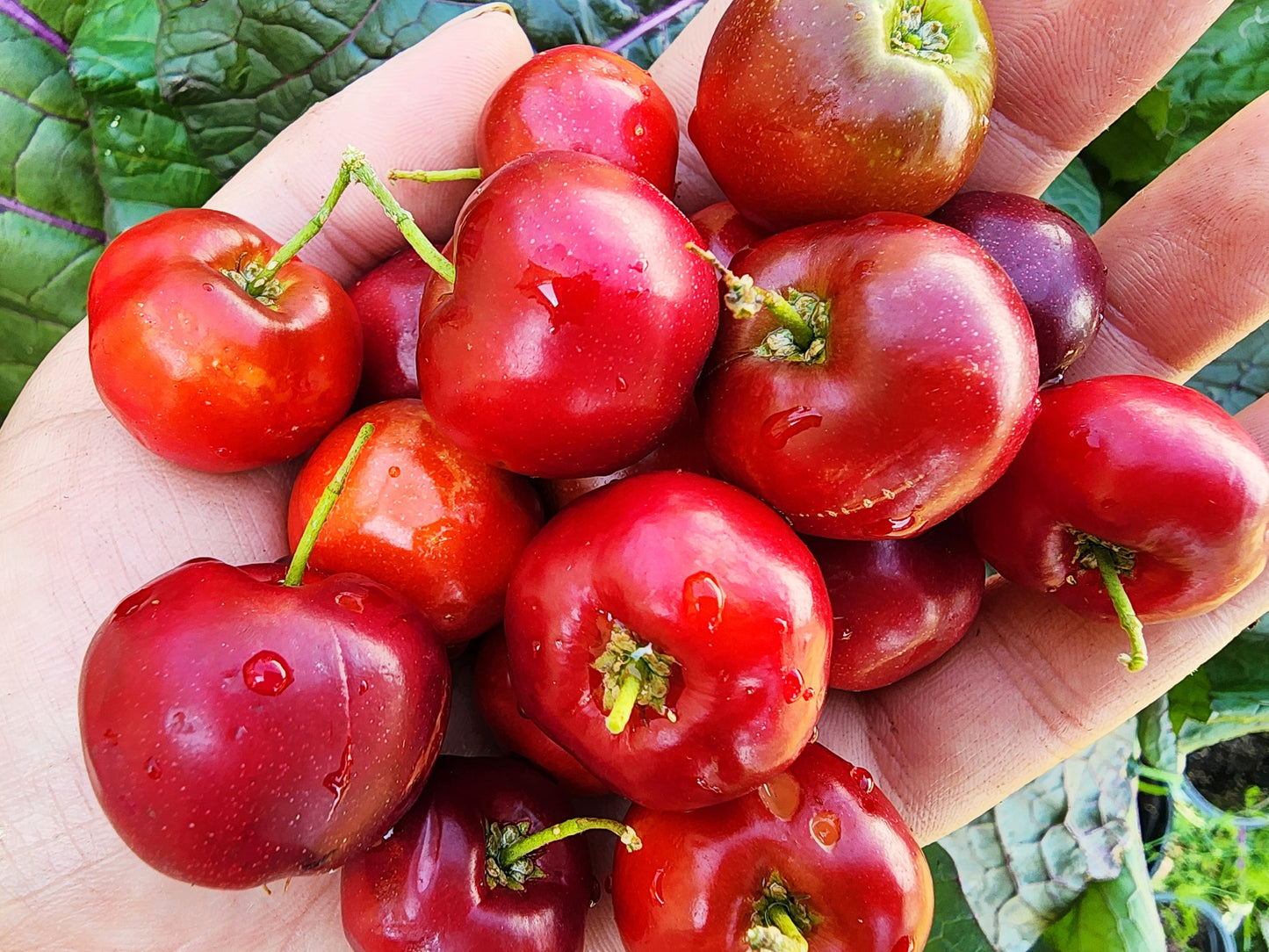 Barbados Cherry - LARGE Live Fruit Tree