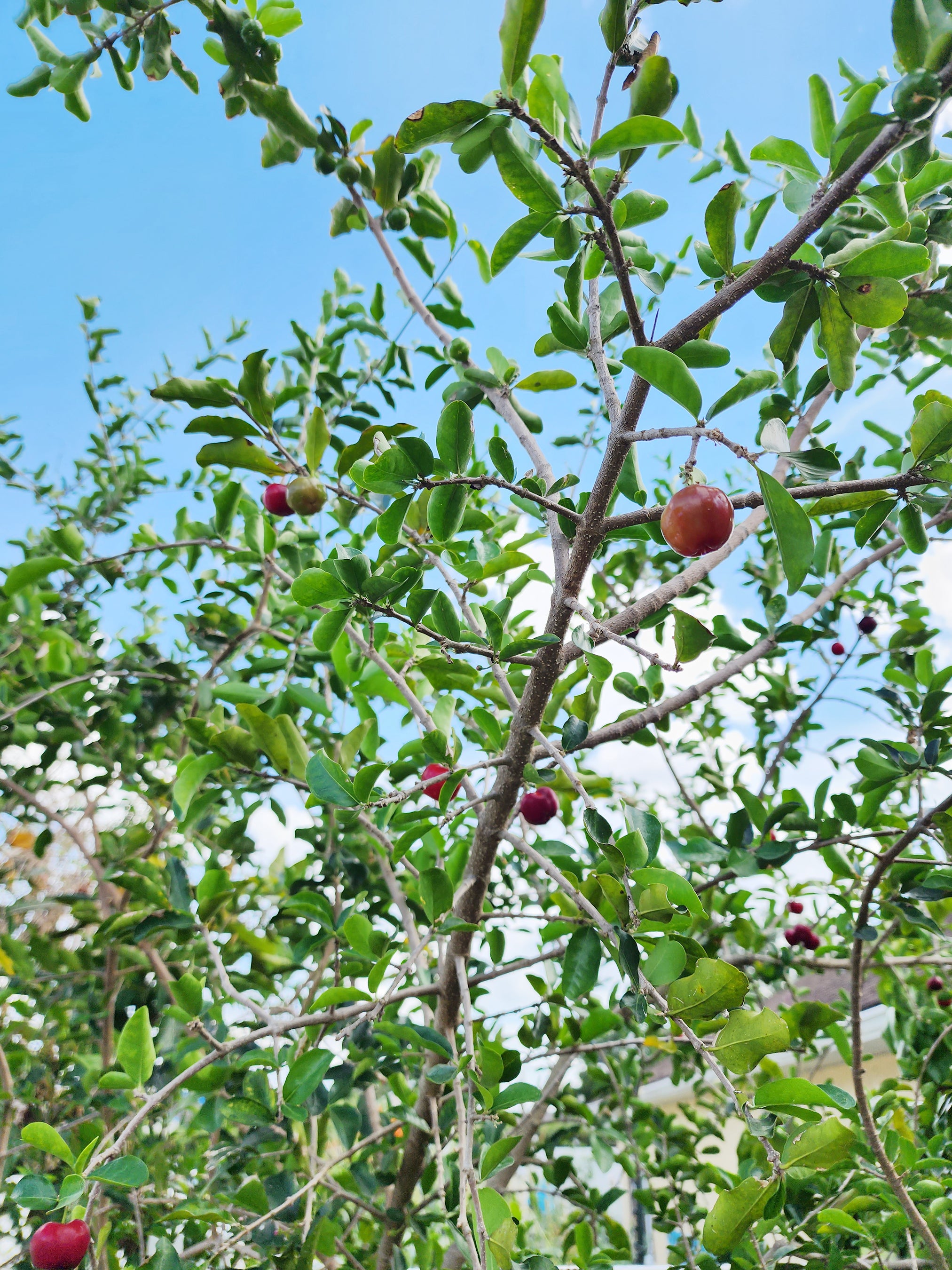 Barbados cherry ready for fruit- sơ buy ri Việt Nam