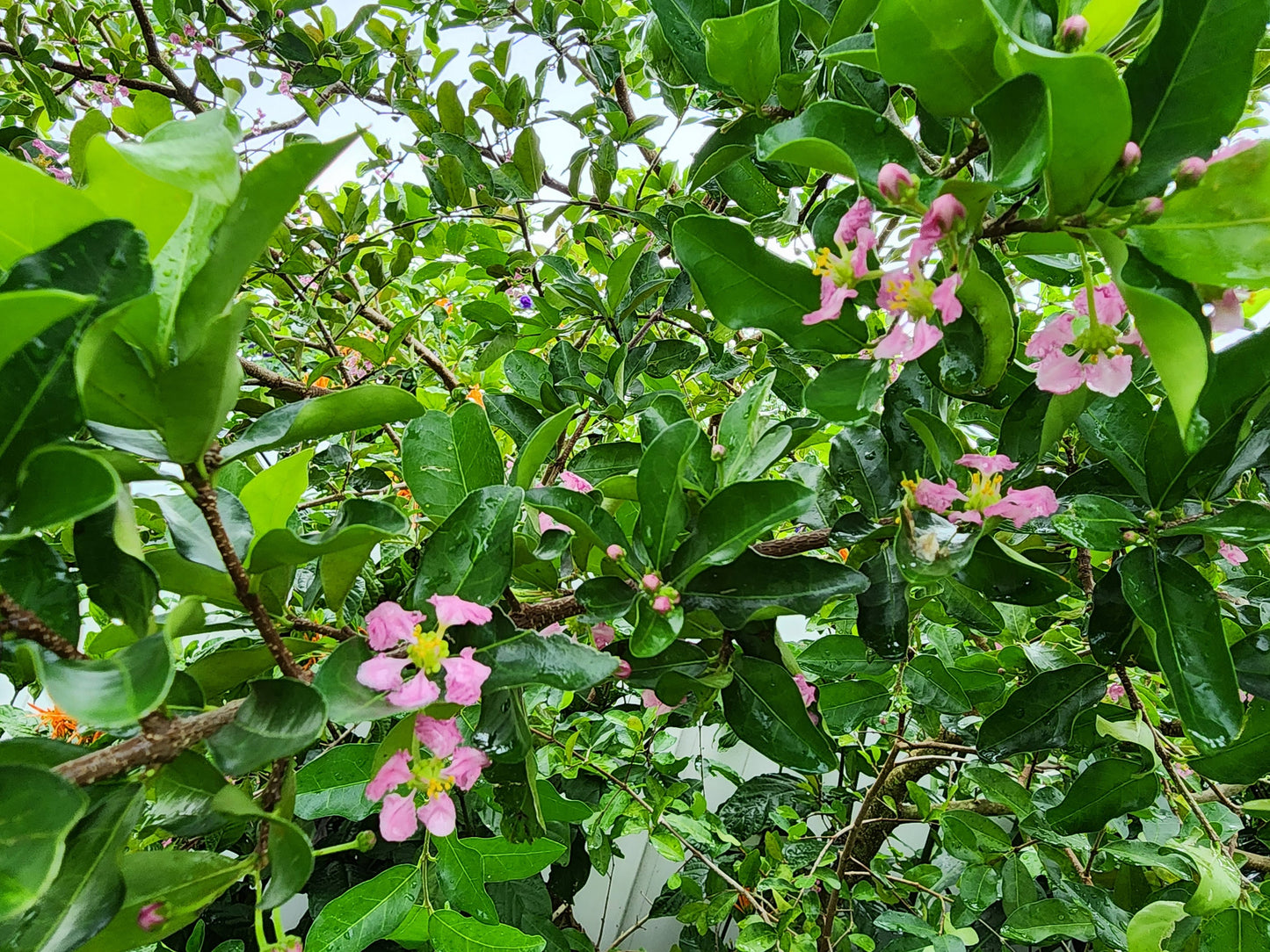 Barbados Cherry - LARGE Live Fruit Tree