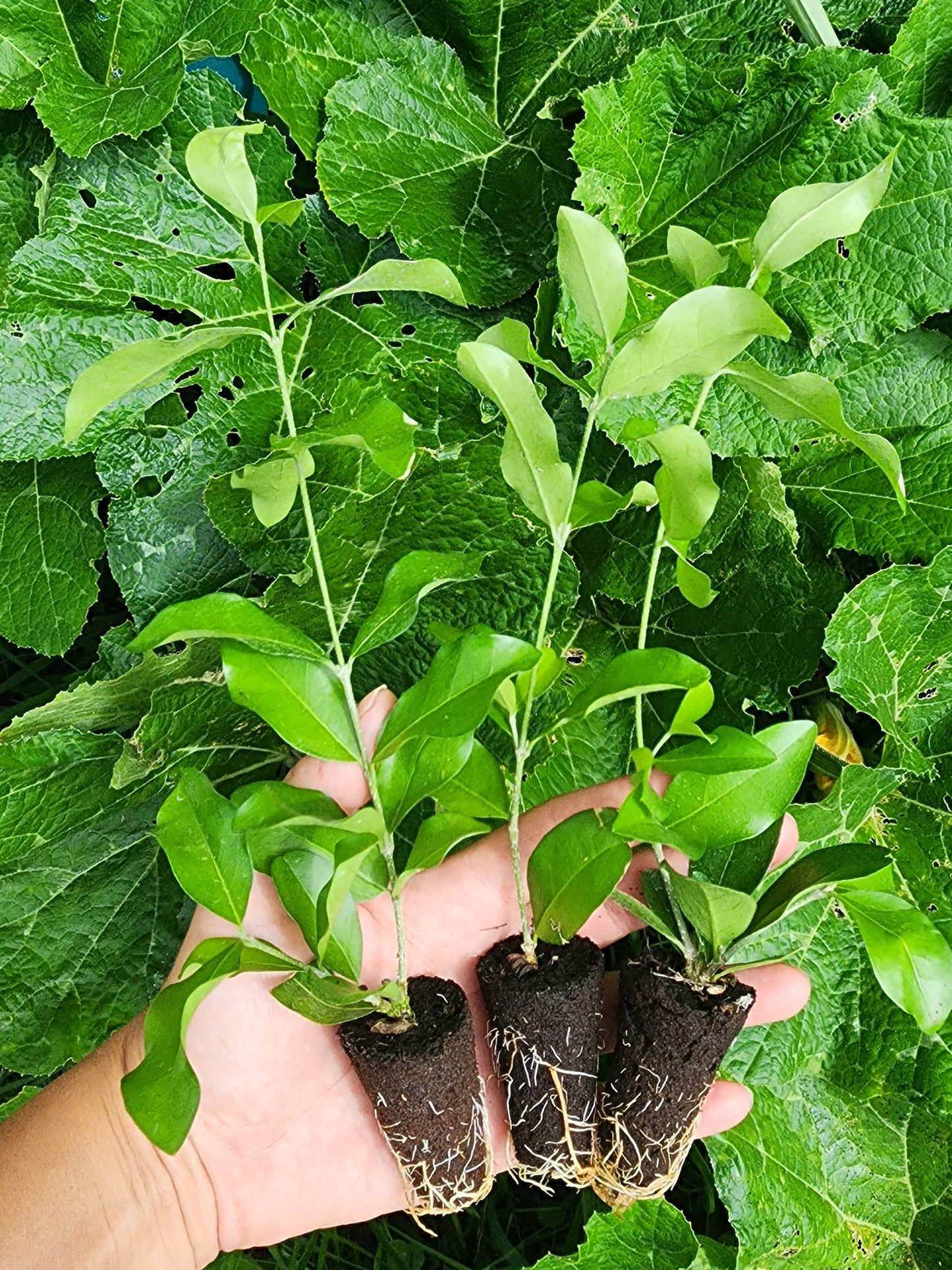 Barbados Cherry - LARGE Live Fruit Tree