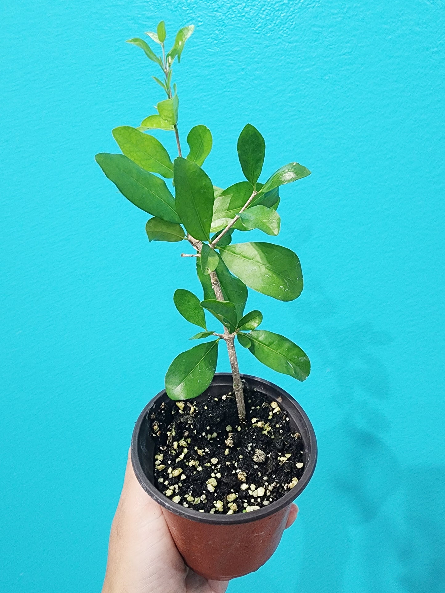 Barbados Cherry - LARGE Live Fruit Tree