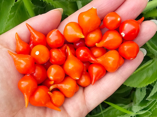 Red Biquinho aka Little Beak Sweet Pepper Seeds