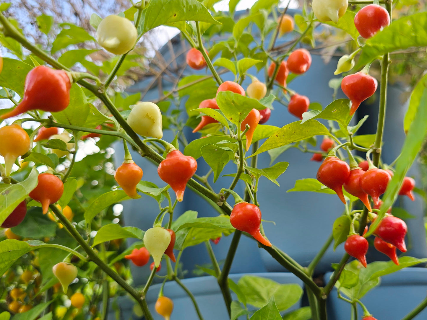 Red Biquinho aka Little Beak Sweet Pepper Seeds