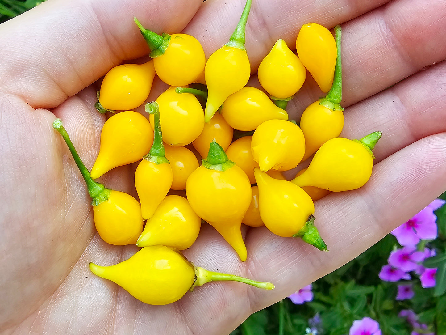 Yellow Biquinho aka Sweety Drop Sweet Pepper Seeds