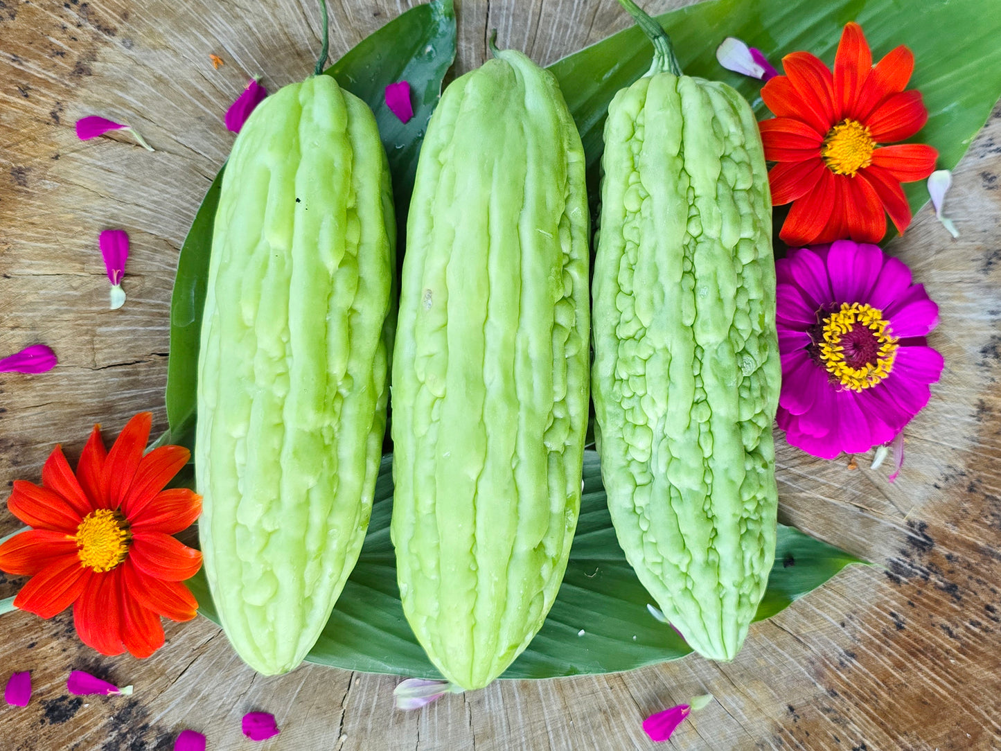 Green Bitter Melon Gourd Ku Gua Vegetable Seeds