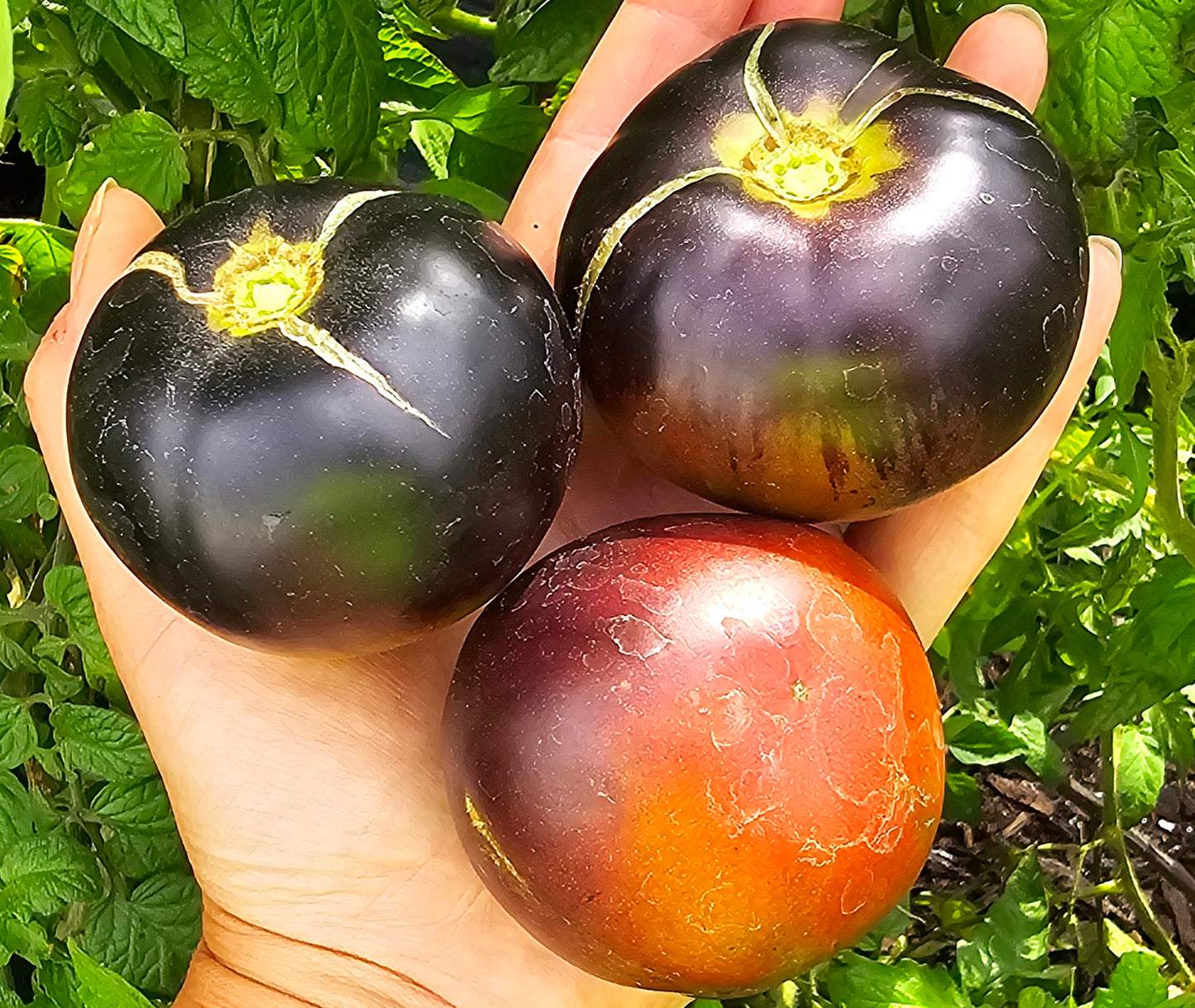 Black Beauty Tomato