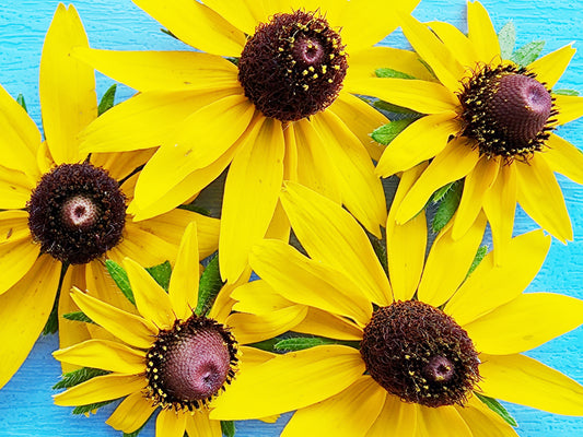 Black Eyed Susan (Rudbeckia)