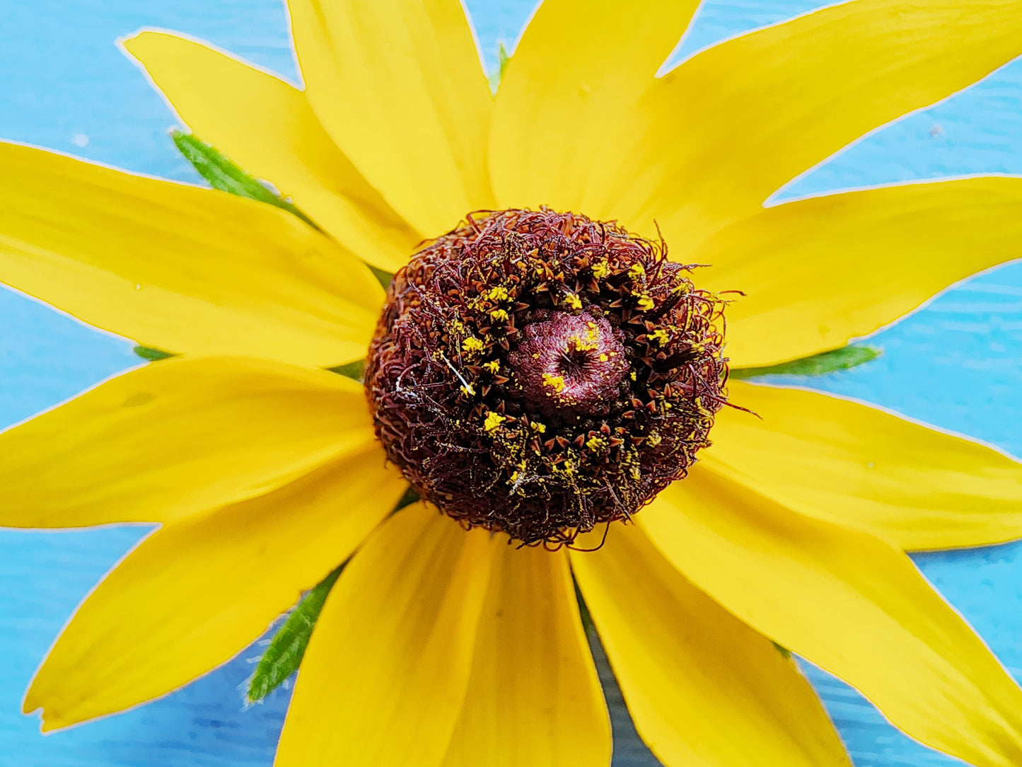 Black Eyed Susan (Rudbeckia)