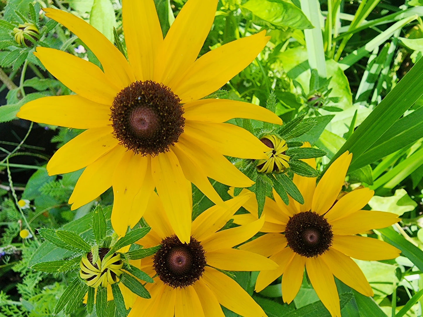 Black Eyed Susan (Rudbeckia)