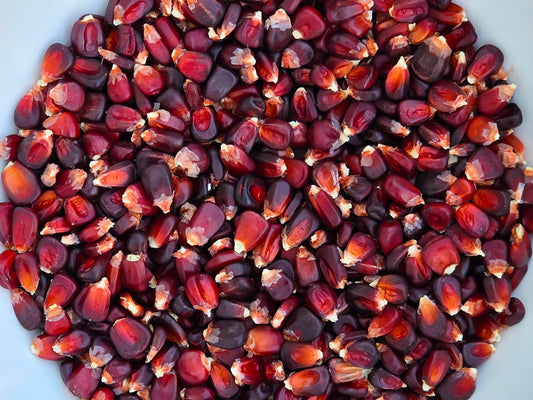 Bloody Butcher Dent Corn Seeds