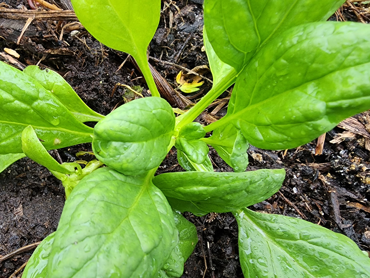 Bloomsdale Long Standing Spinach Seeds