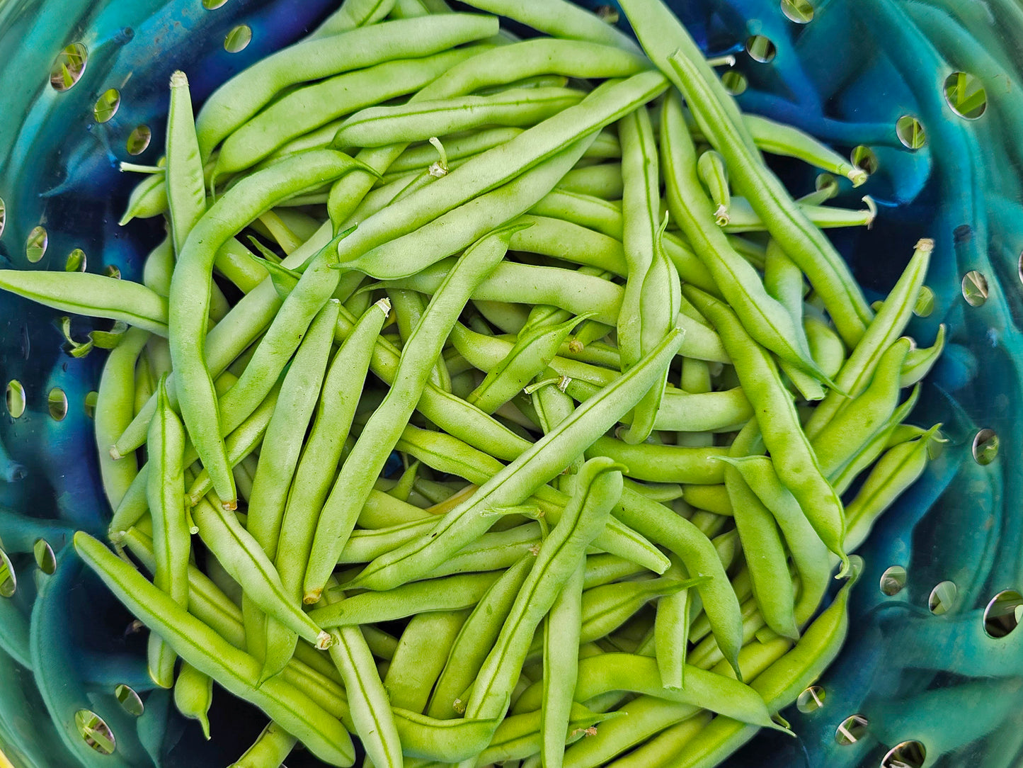 Blue Lake Bush Bean Seeds