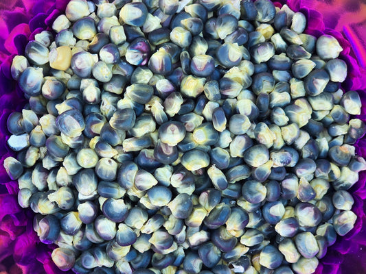 Blue Hopi Flour or Flint Corn Seeds