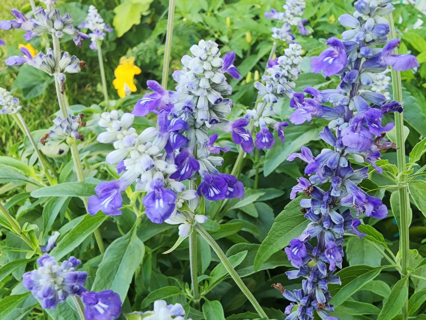 Blue Sage Salvia