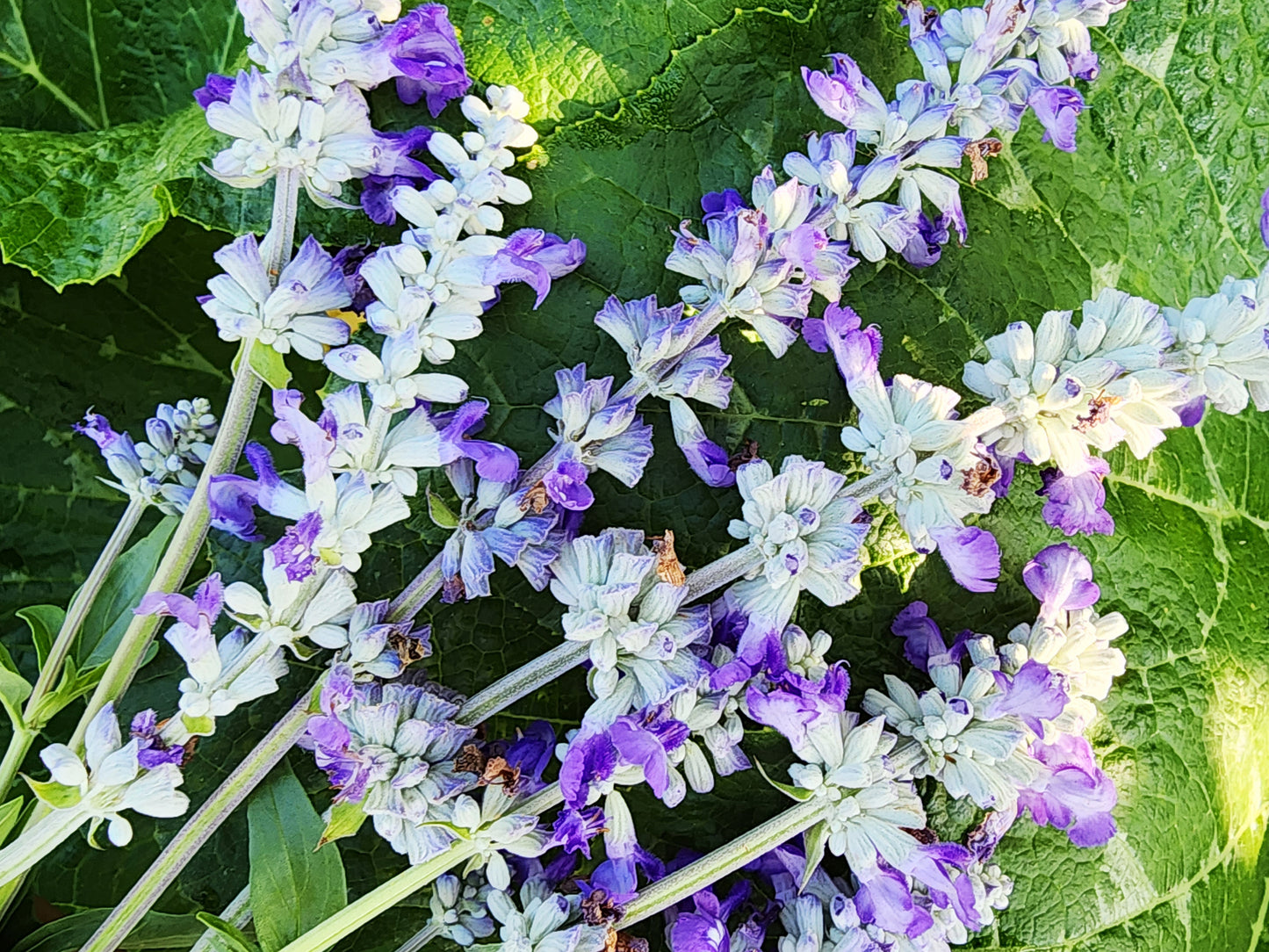 Blue Sage Salvia