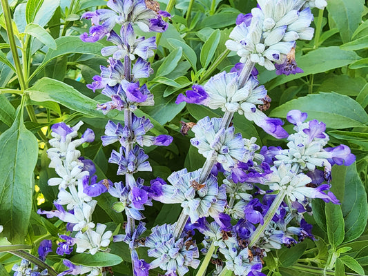 Blue Sage Salvia