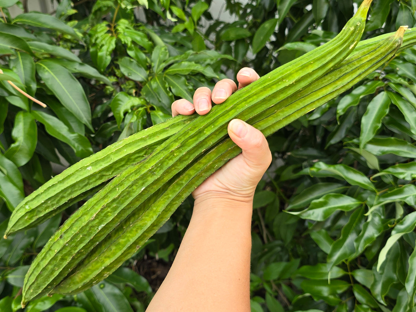 Bonanza Extra Long Angled Luffa Seeds