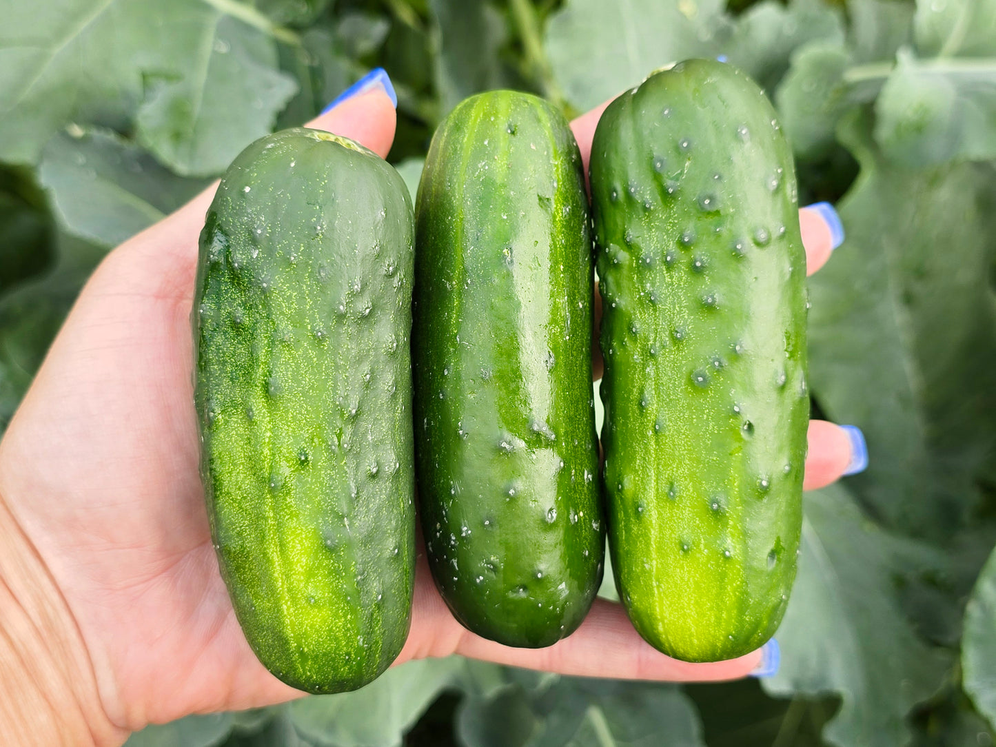 Boston Pickling Cucumber