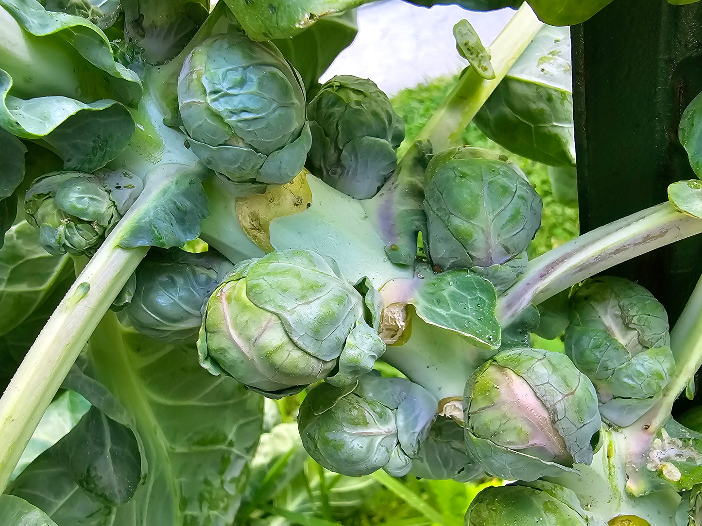 Catskill Brussels Sprouts Seeds