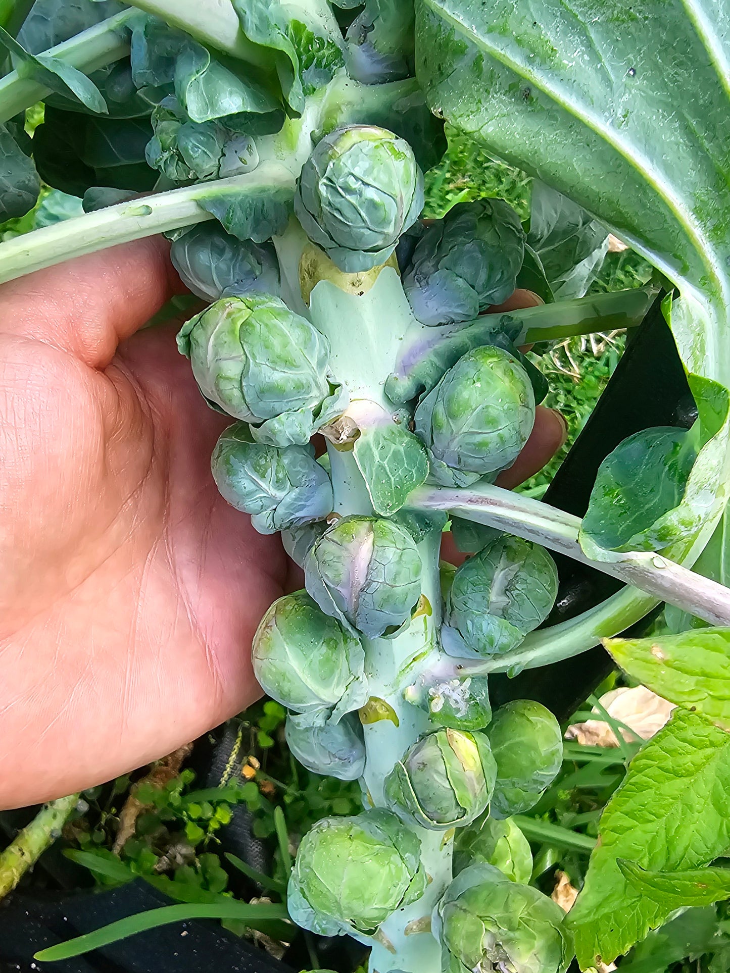 Catskill Brussels Sprouts Seeds