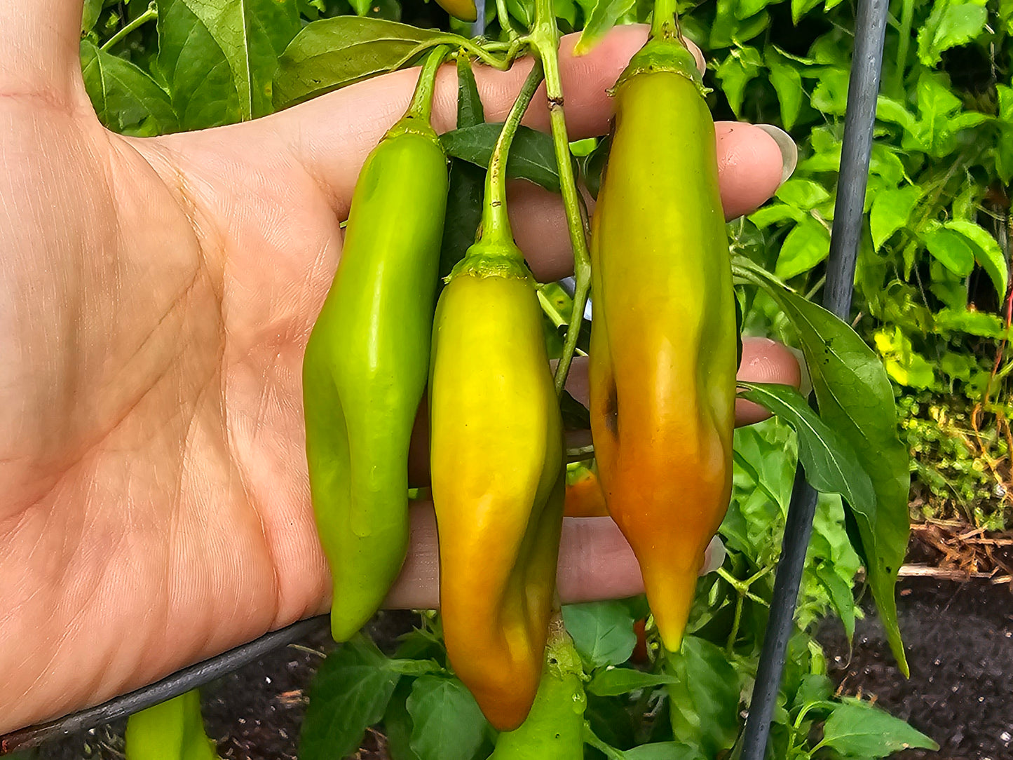 RARE Cap 455 Sweet Pepper Seeds