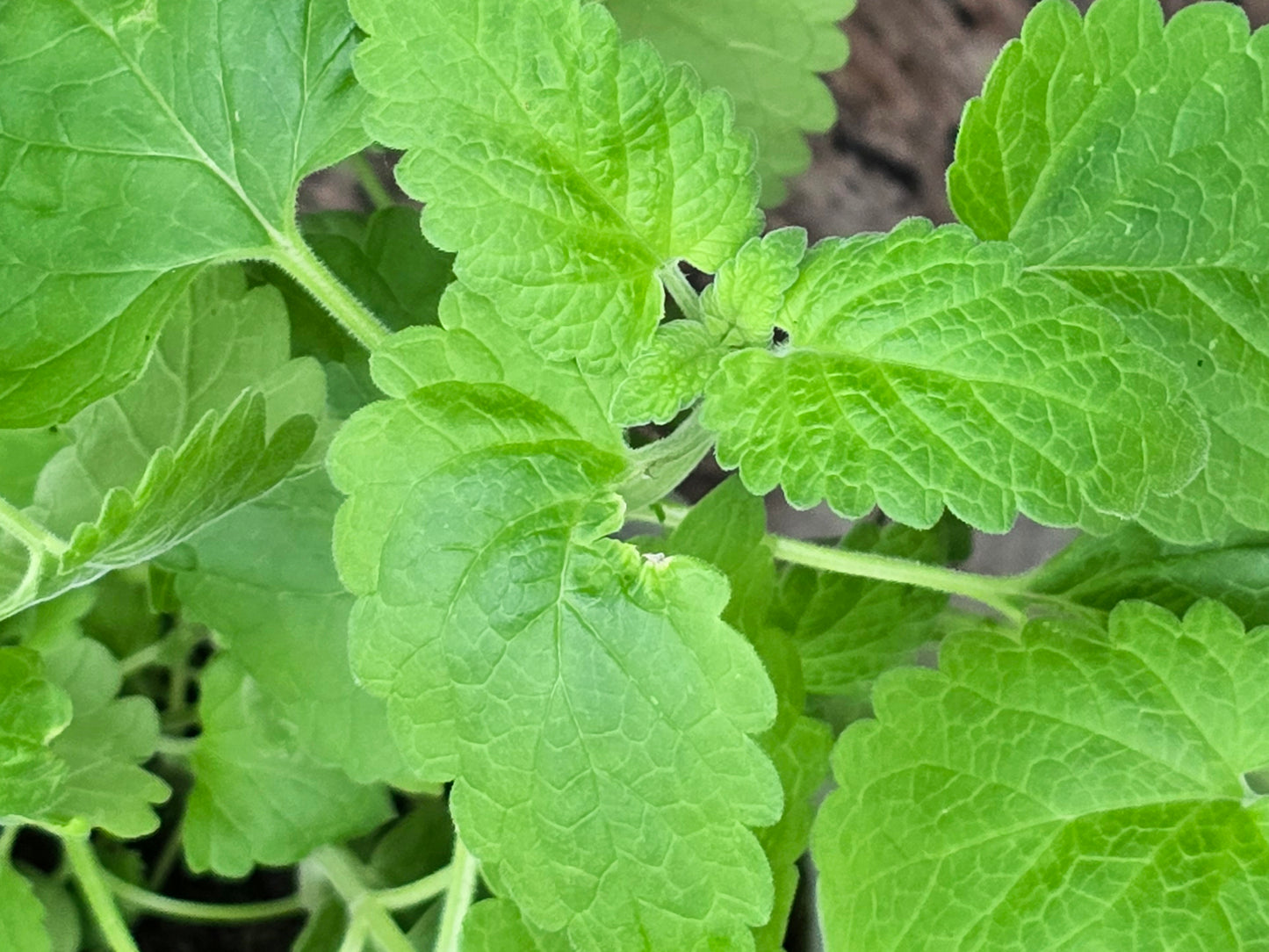 Catnip Herb Seeds